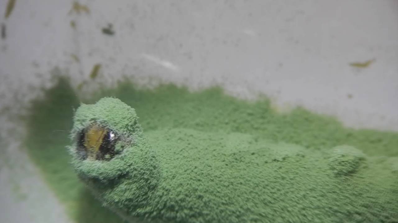 Aislamiento de hongos entomopatógenos
