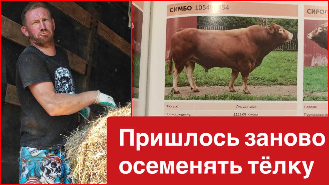 СНОВА КРЫЛИ ТЕЛКУ ПИЖМУ🐂