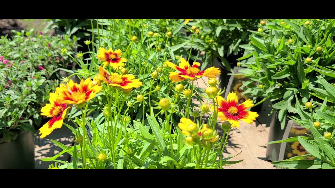 Coreopsis Uptick™ 'Gold and Bronze' & 'Yellow and Red' (Tickseed) // COLORFUL💥, Long-Blooming🌼⌛🐝 !