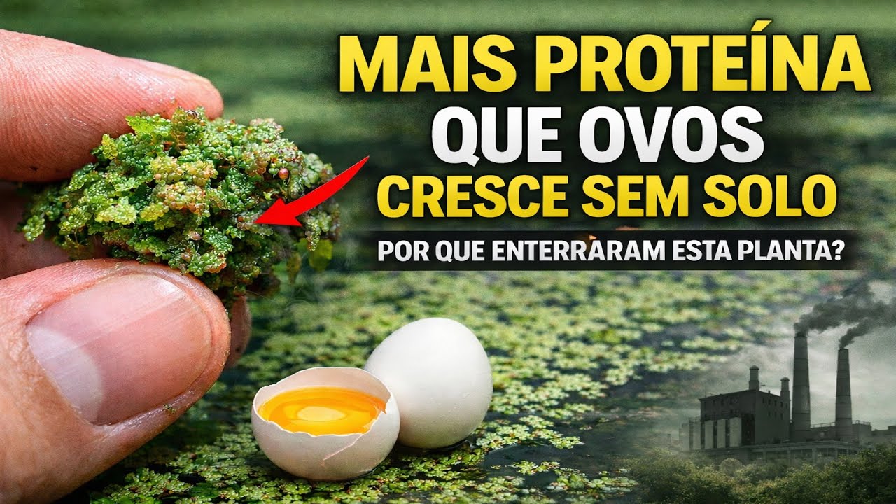 Mais Proteína Que Ovos: Cresce Sem Solo — Por Que Enterraram Esta Planta?