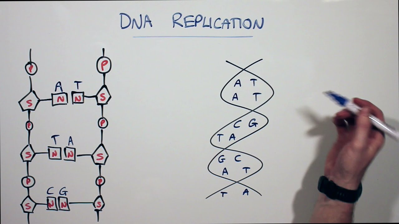DNA structure | HSC Biology