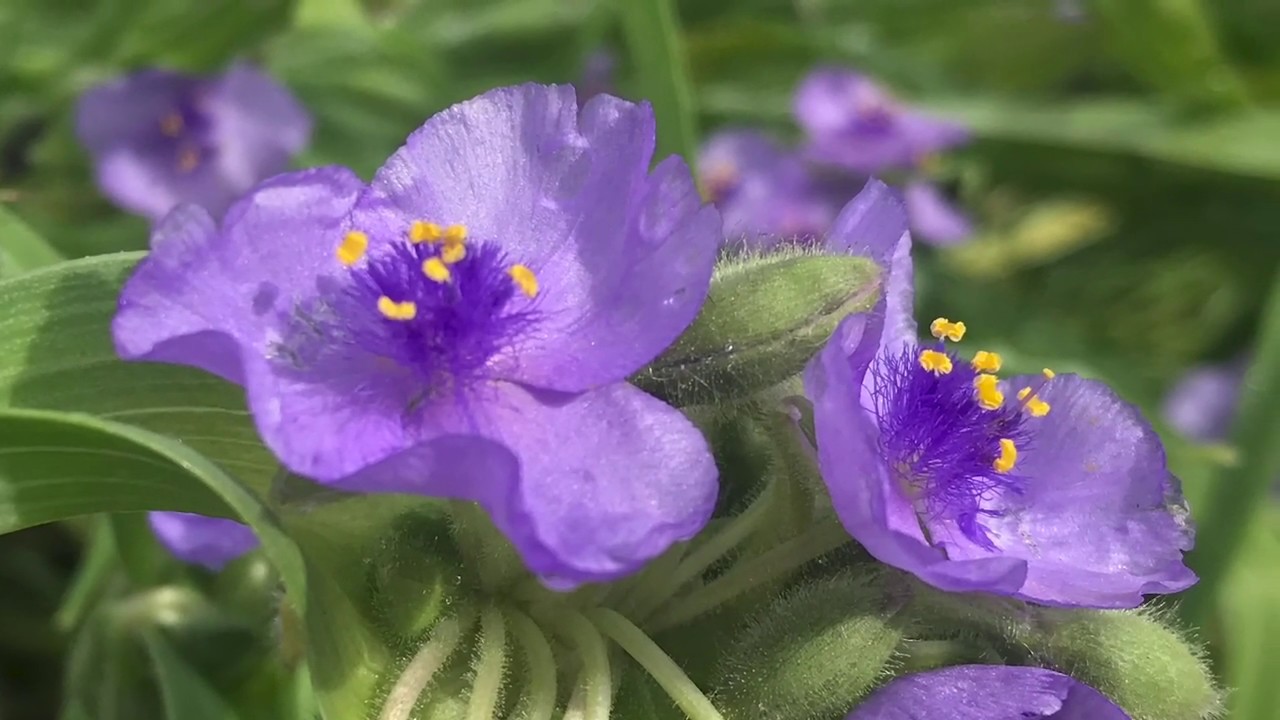 Native Plants - Prairie Spiderwort - June 2020