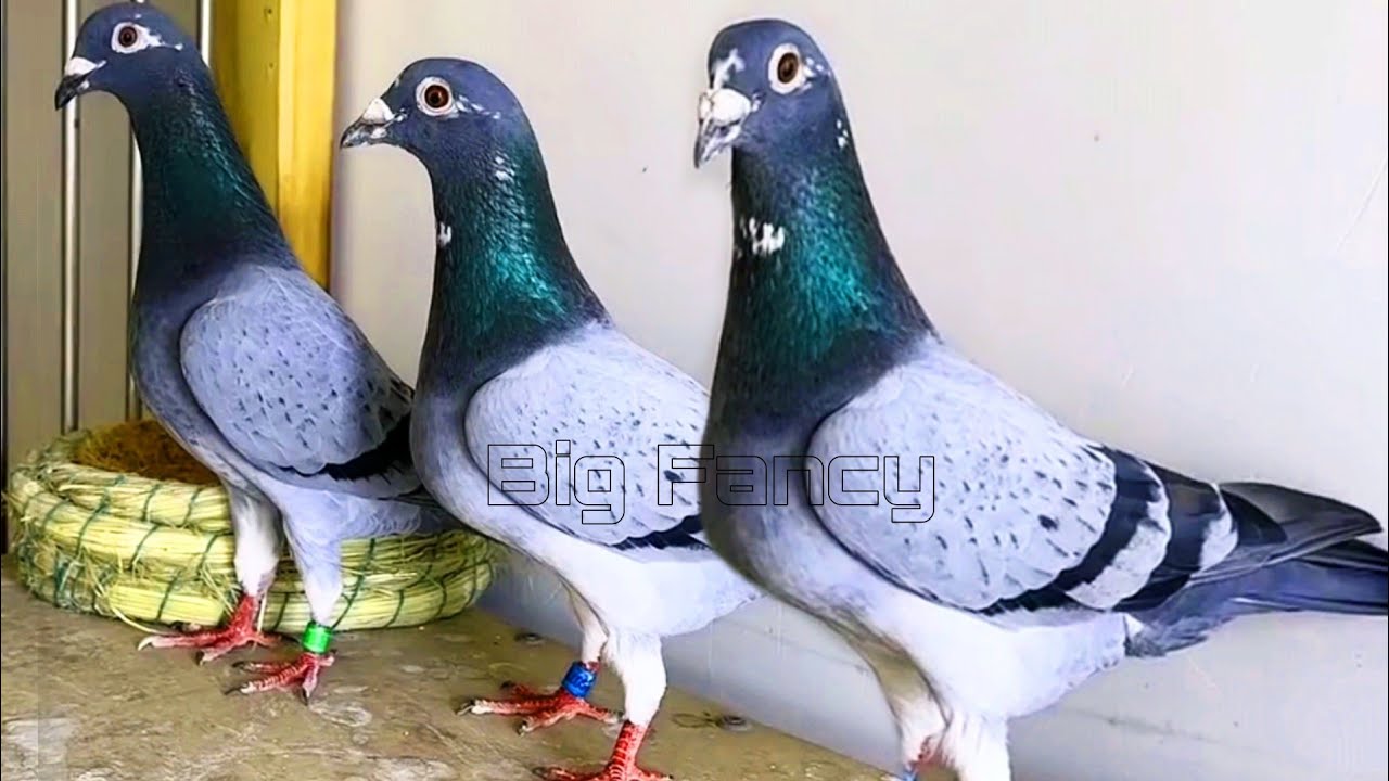 Best Racing Pigeons Breeding Loft Full Video
