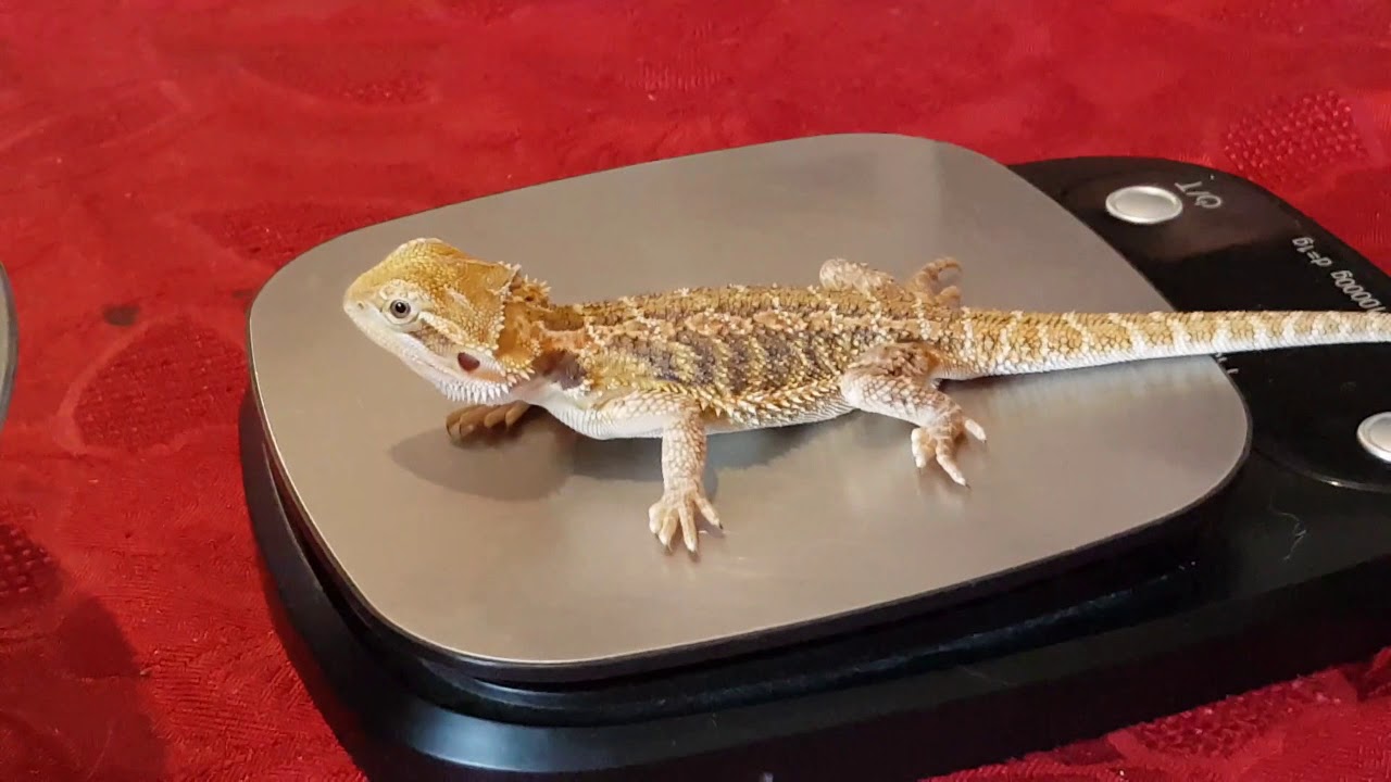 Unboxing Pogonna vitticeps 17 décembre 2018