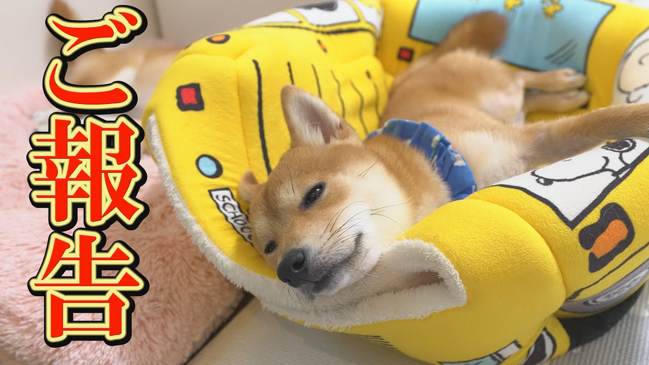 子犬に関して、良い報告と悪い報告があります