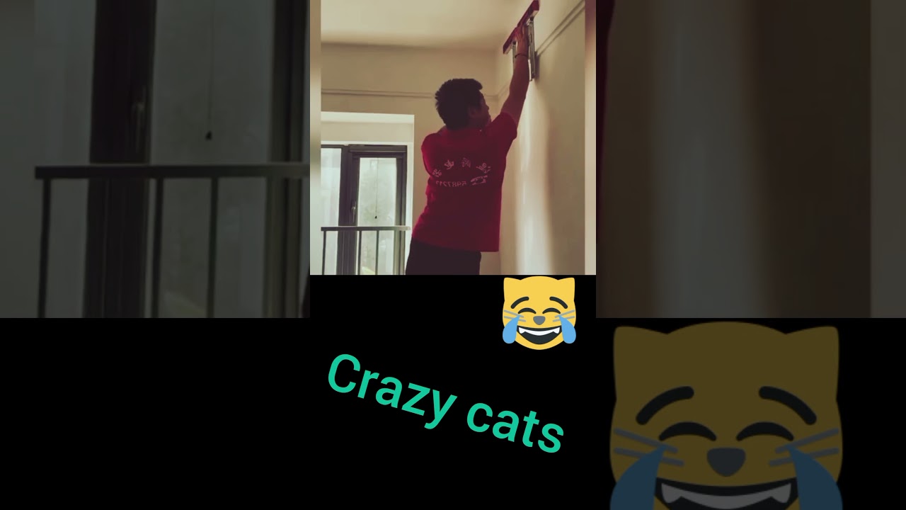 crazy cats 4 