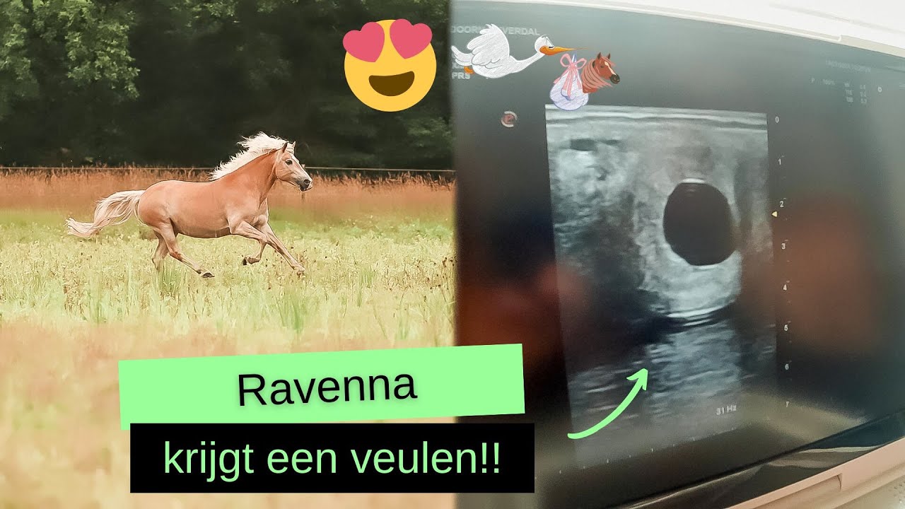 Ravenna is DRACHTIG!! | Alles over het dekken en de hengstenkeuze! | BROVENNA