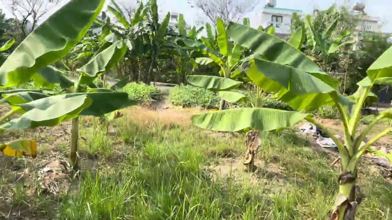 Lô đất hai mặt tiền đường . Trục 21m kết nối phân khu đô thị long hưng cuty