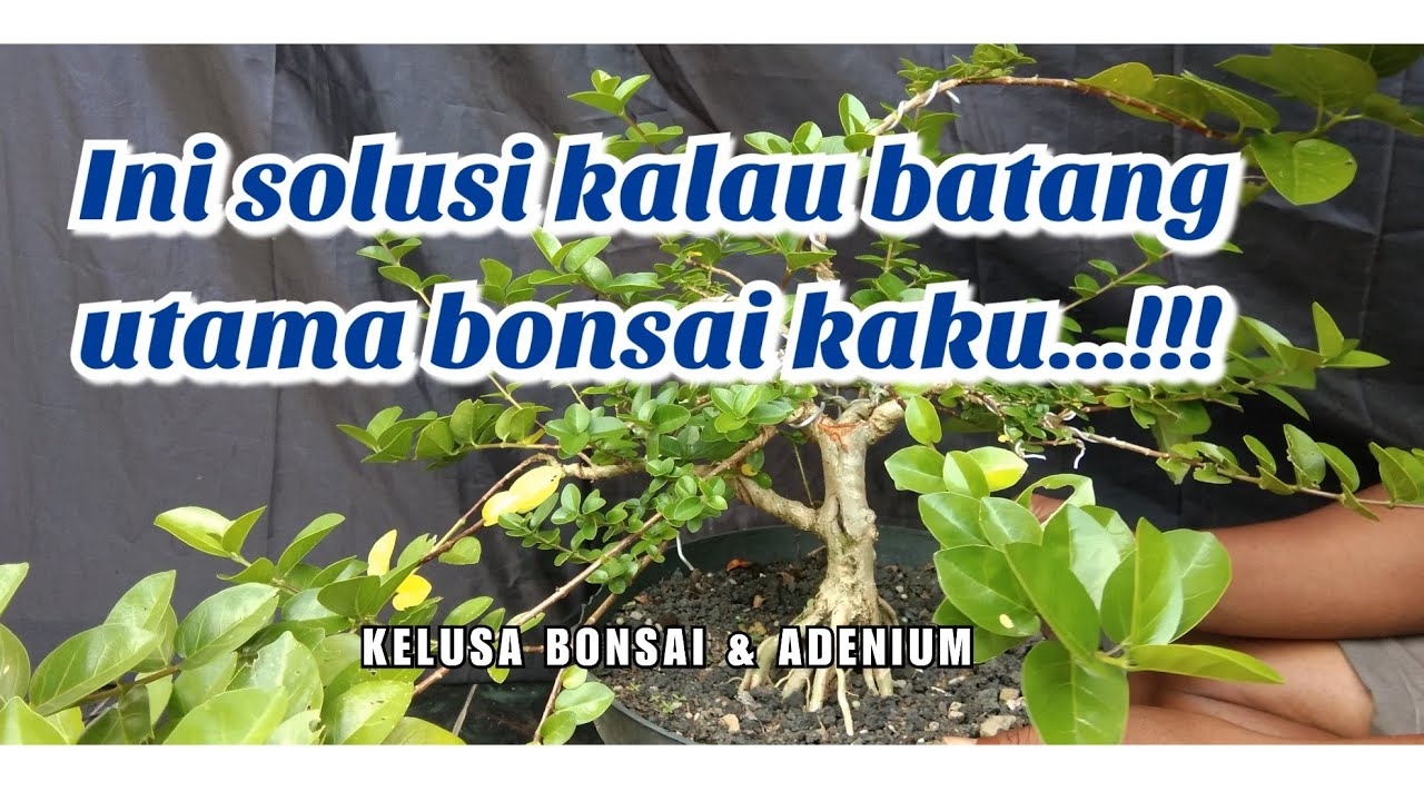 Tips dan trik mengolah bakalan bonsai sancang yang batangnya kaku