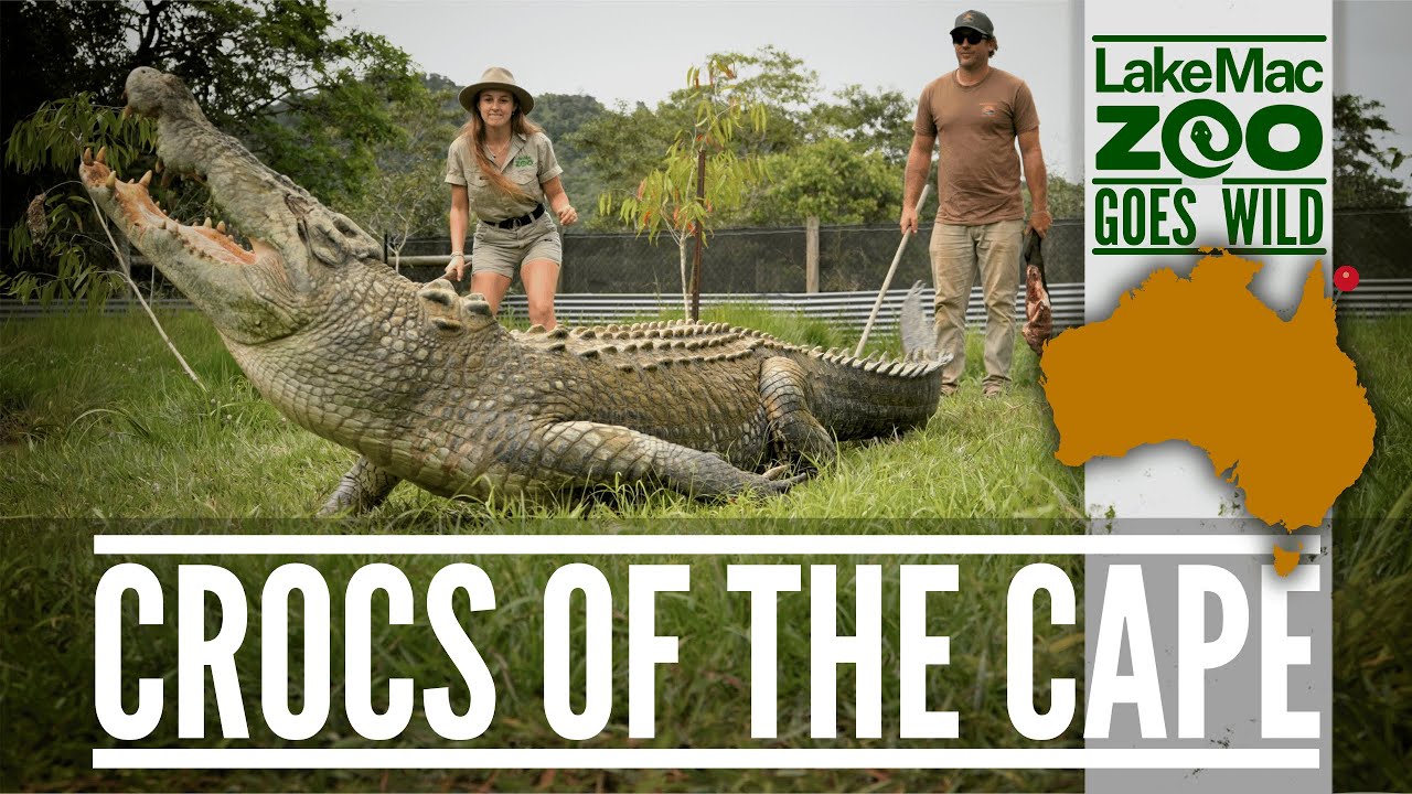 CROCS OF THE CAPE - Part 1 The Interviews