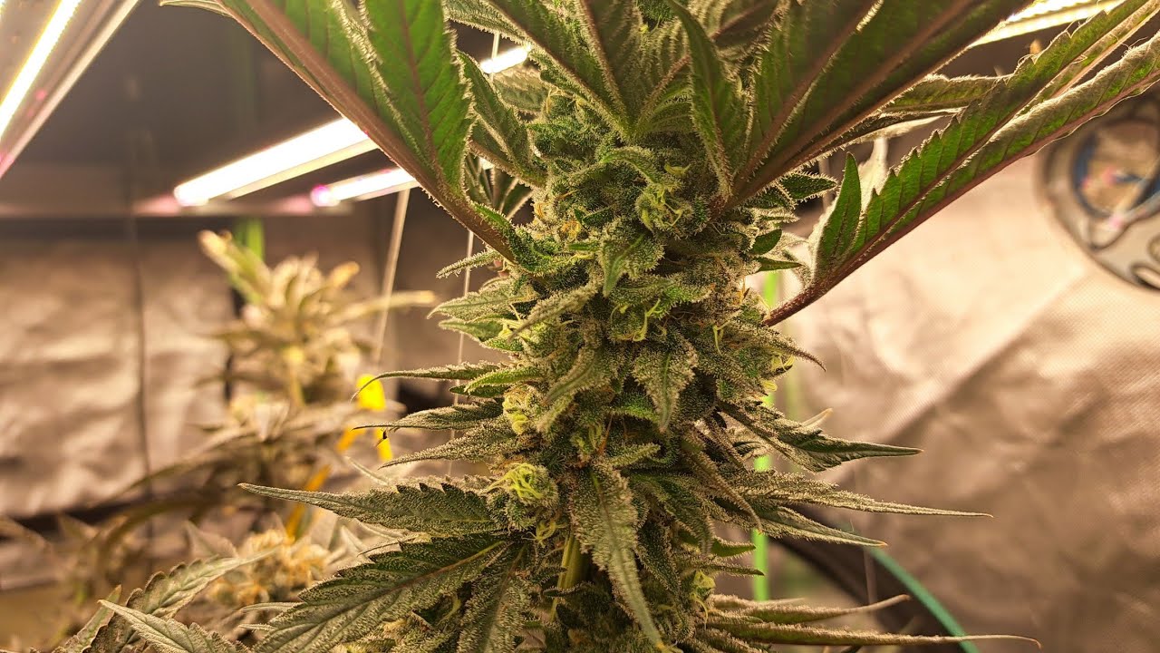 Harvest of Purple Crunch and update featuring Greenpoint Seeds