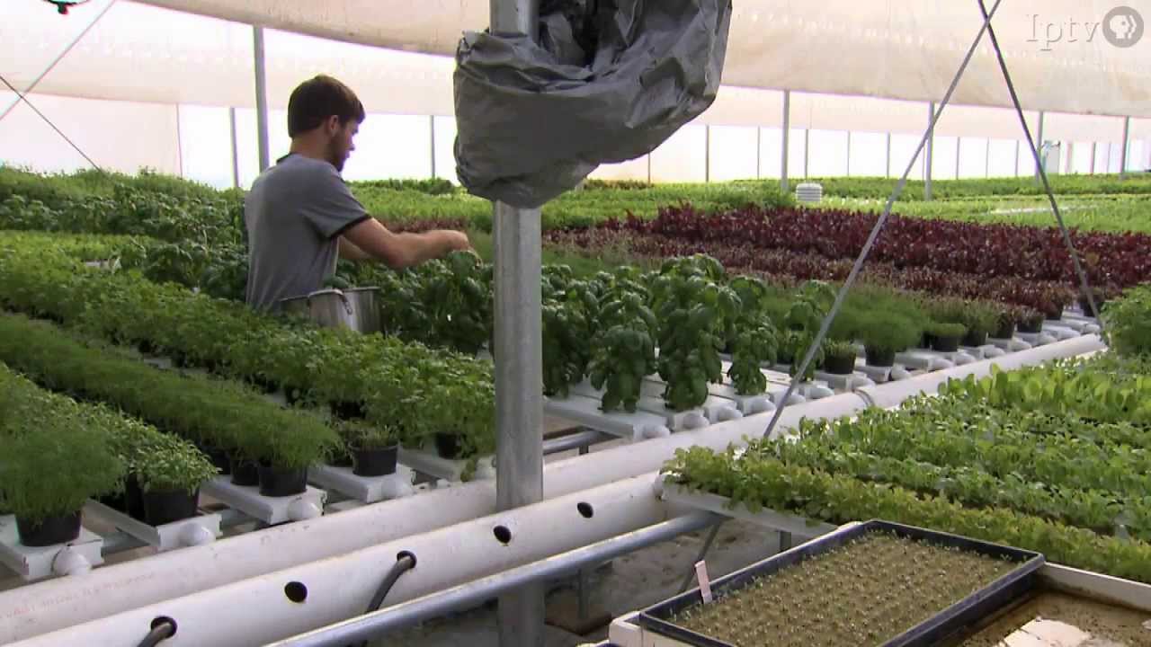 Herbs from Rolling Hills Greenhouse, West Union, Iowa