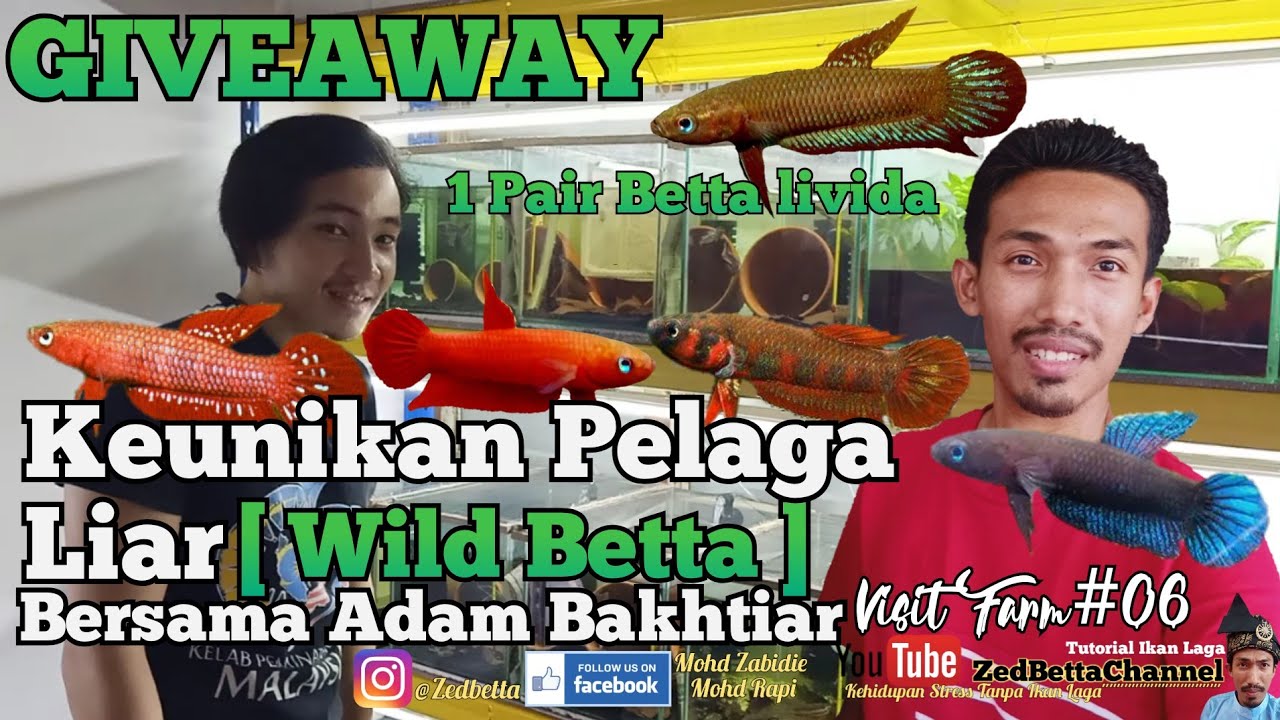 Keunikan Pelaga Iiar [ Wild Betta ] Bersama Adam Bakhtiar