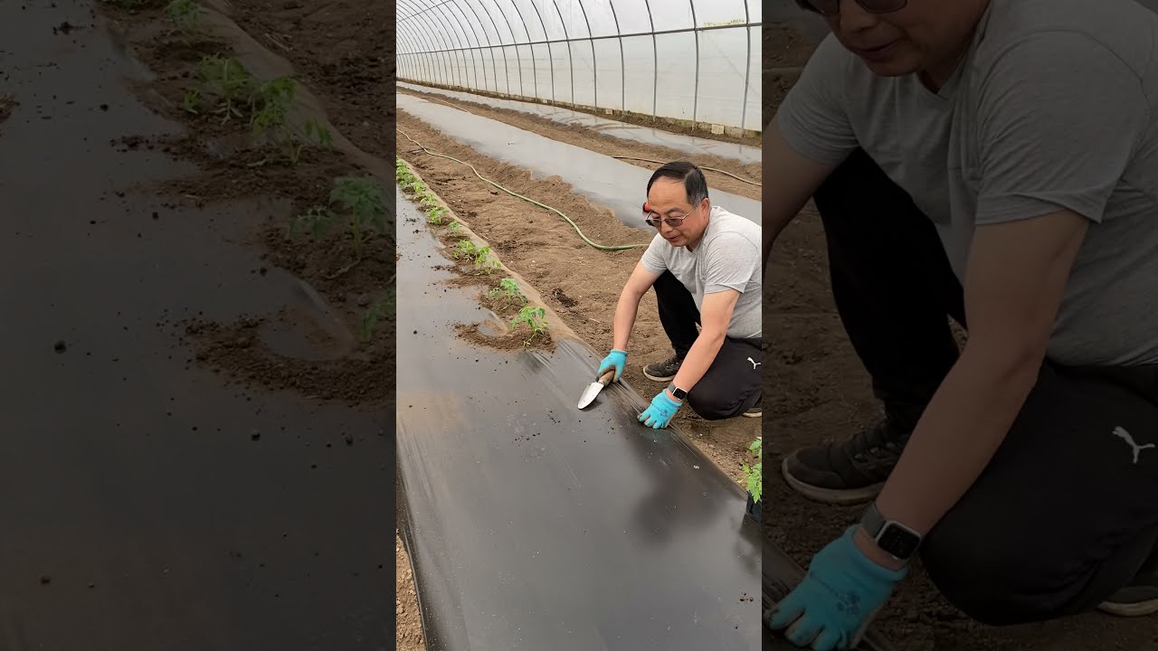 【老吴农庄】番茄该怎么定植？什么时候定植？地膜的作用是什么？How to transplant tomato?