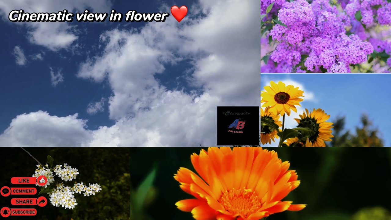 Beautiful Flowers 🥀cinematic video //(@AnkitBhengra-z1d )