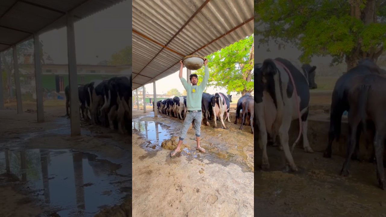 PLEASE SUBSCRIBE ME🙏✅#cow #farming #trending #shortvideo #youtubevideo #explore
