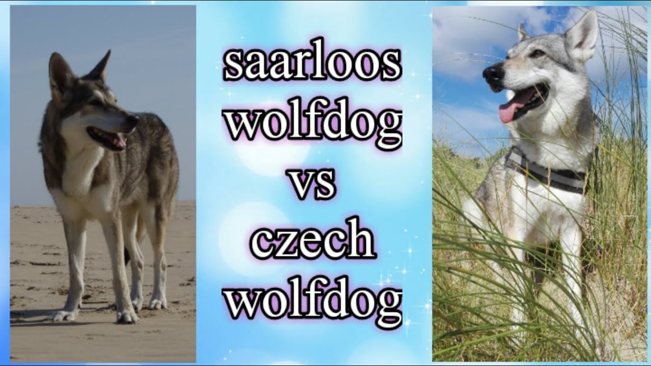 Saarloos wolfdog vs Czechoslovakian wolfdog