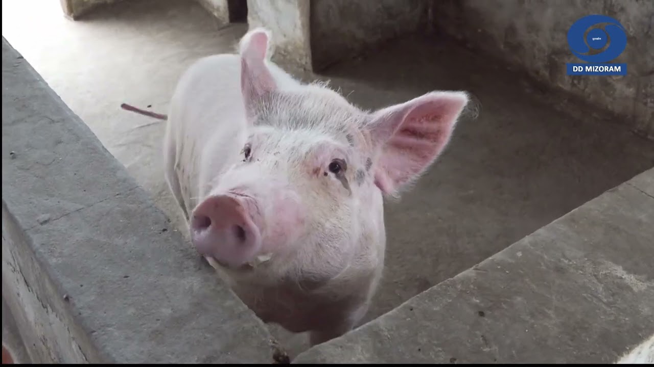 DDK Kut Hnathawktute Pual:-AH&Vety Farm Selesih te hmalakna