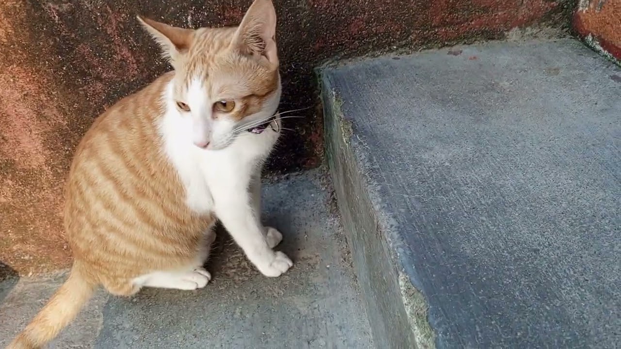 My kittens & neighbour cat 