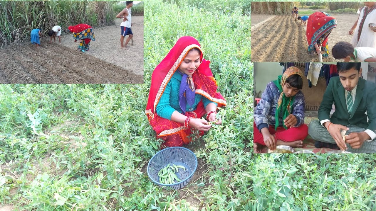 कैसे खेतोँ का रंग बदल जाता हैँ | मटर का निमोना  देशी स्टाइल में | U P STYLE MATAR NIMONA IN HINDI |