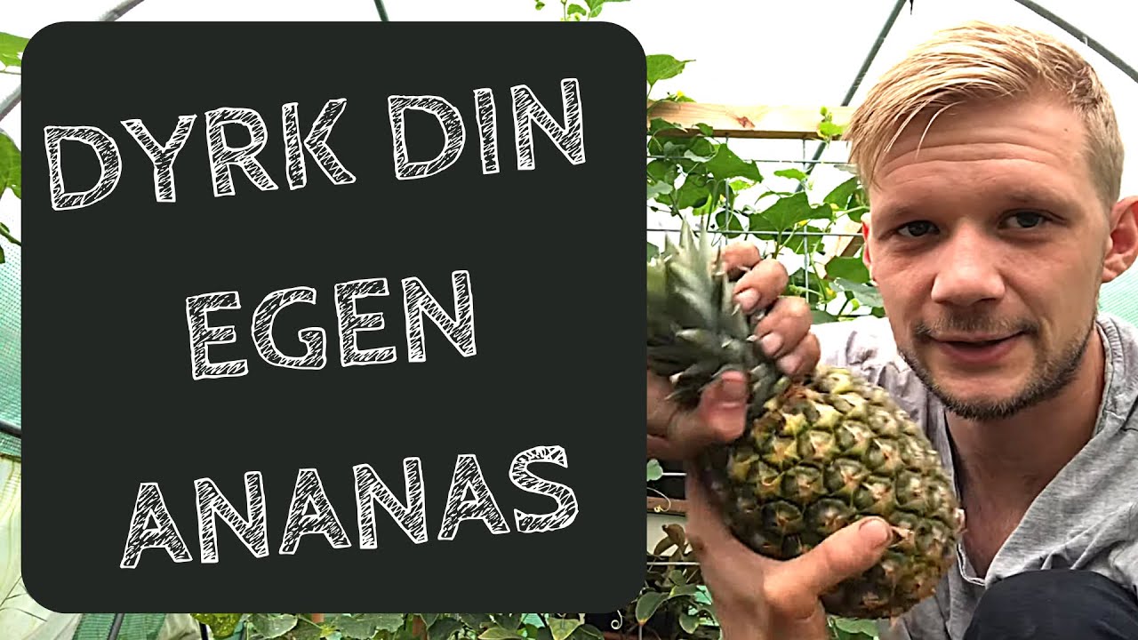 Dyrk Din Egen Ananas I Ananas Selvforsyning I Dyrk Dit Eget