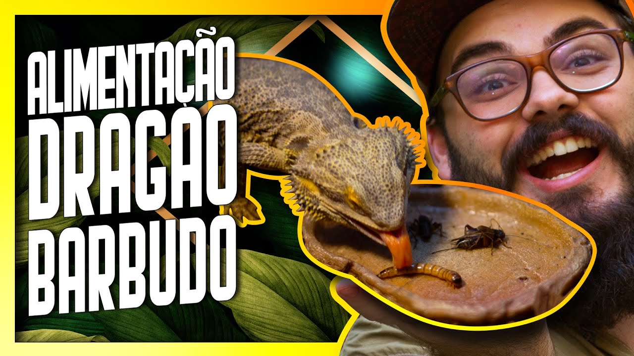O que DRAGÃO BARBUDO come? - Alimentação de Pogona vitticeps - Biólogo Tai