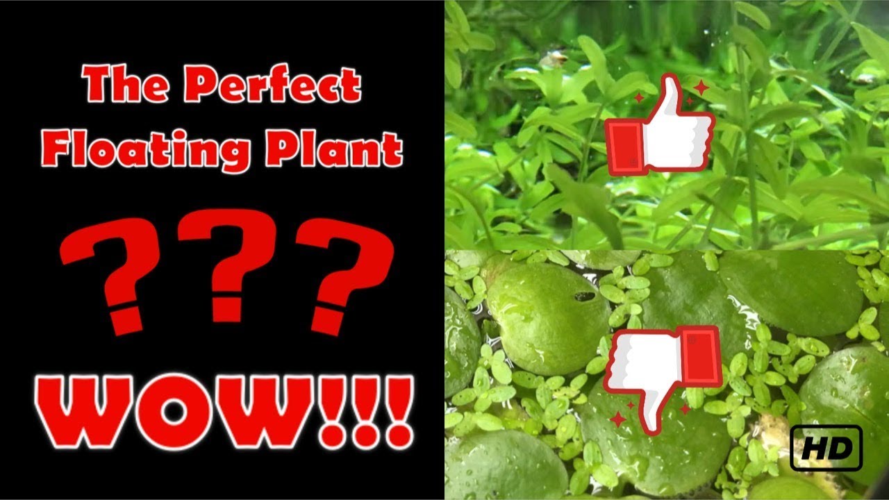 Using Pearl Weed as a Floater???