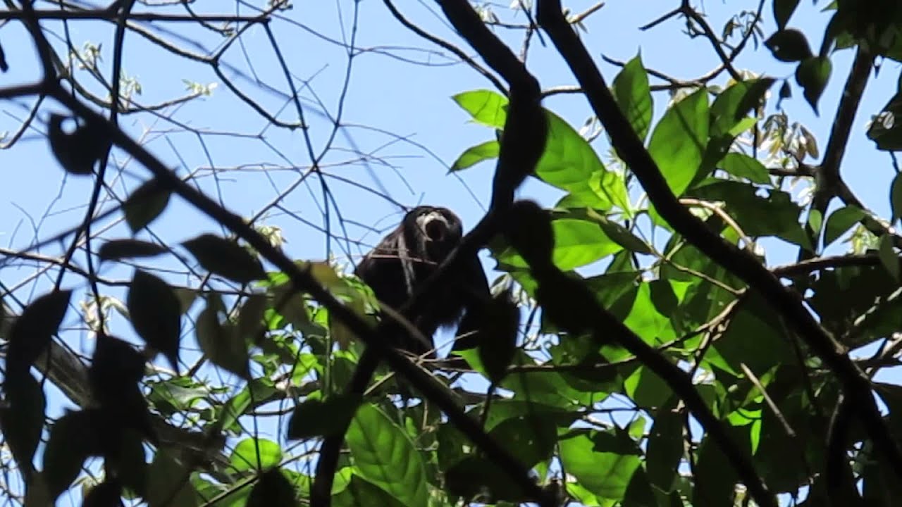 Singe hurleur, Guatemala