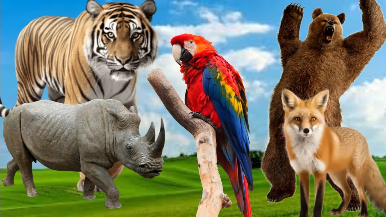 50 Animals Name and Sound | English | Animals for kids | WATRstar