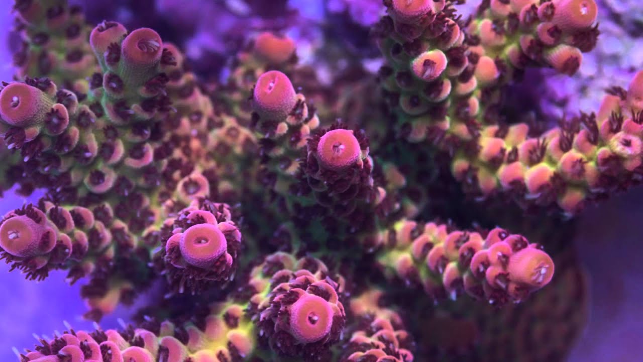 Battlecorals  Finest