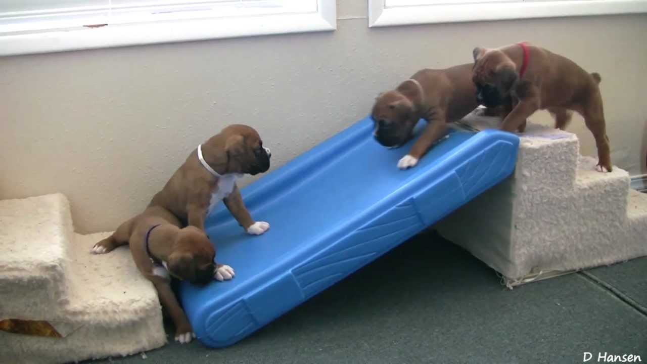 Cute 4 Week Old Boxer Puppies Playing