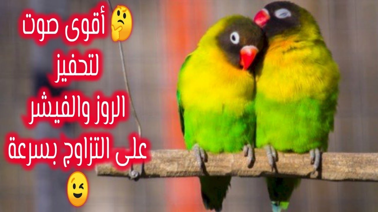 أقوى صوت لتحفيز الروز والفيشر على التزاوج بسرعة🤔😉