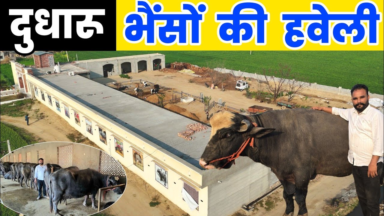 1 एकड़ में बना भैंसों का हवेली 🐃 | डेयरी फार्मिंग से करोड़ों का सपना
