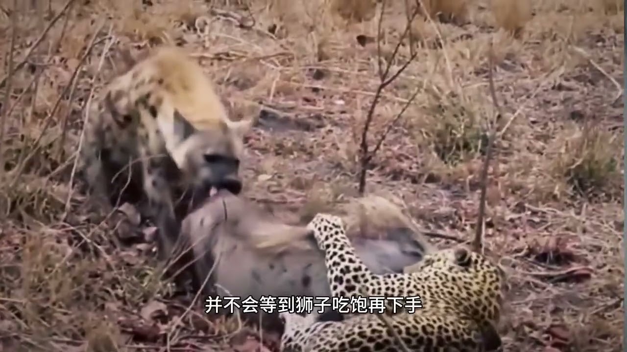 鬣狗掏肛实属无奈，不是坏狗是好狗！