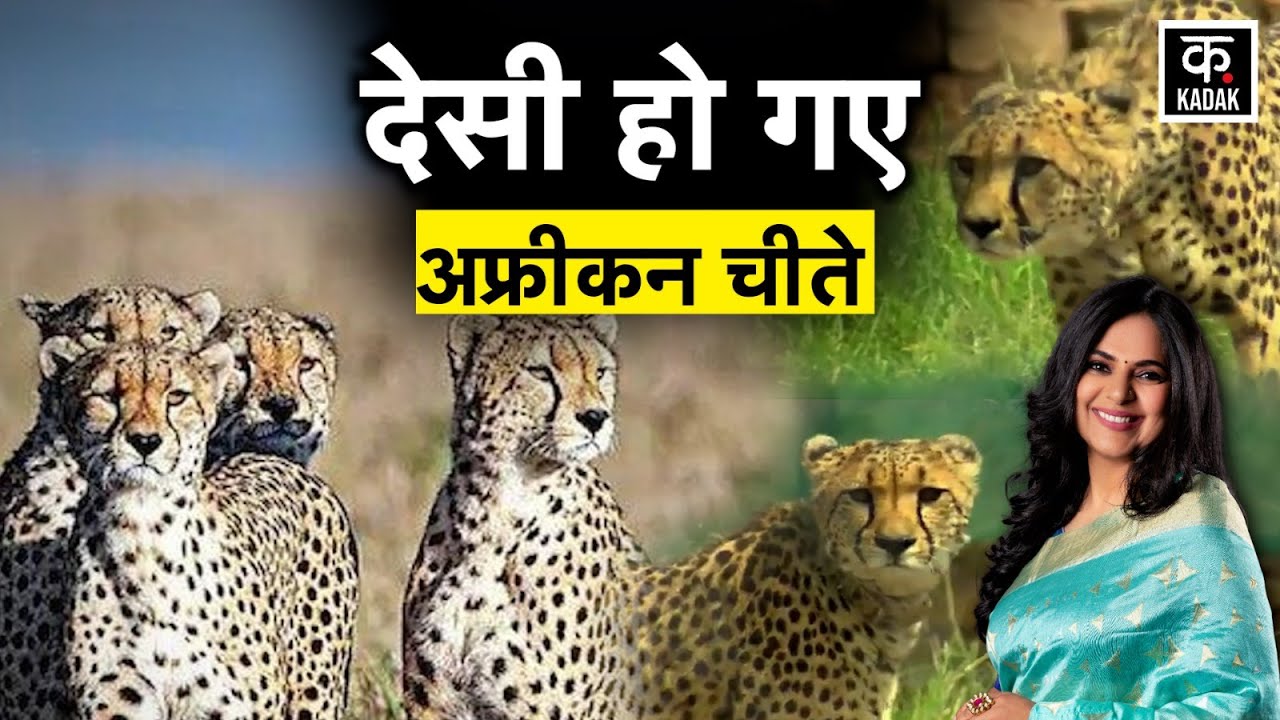 Kuno Cheetah Update: क्या Namibia से आए चीते भारत के जंगलों में खुद को ढाल पाए? | Unkahi