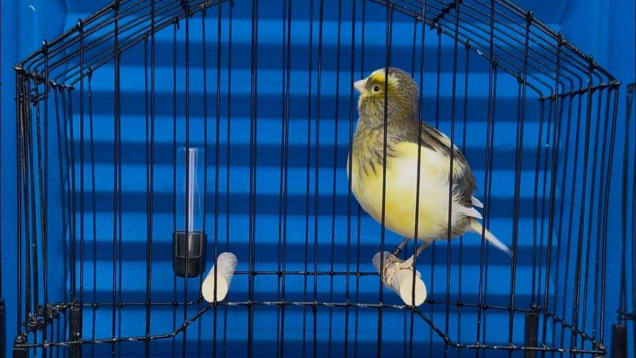 2025 Variegated Buff Fife Canary Hen