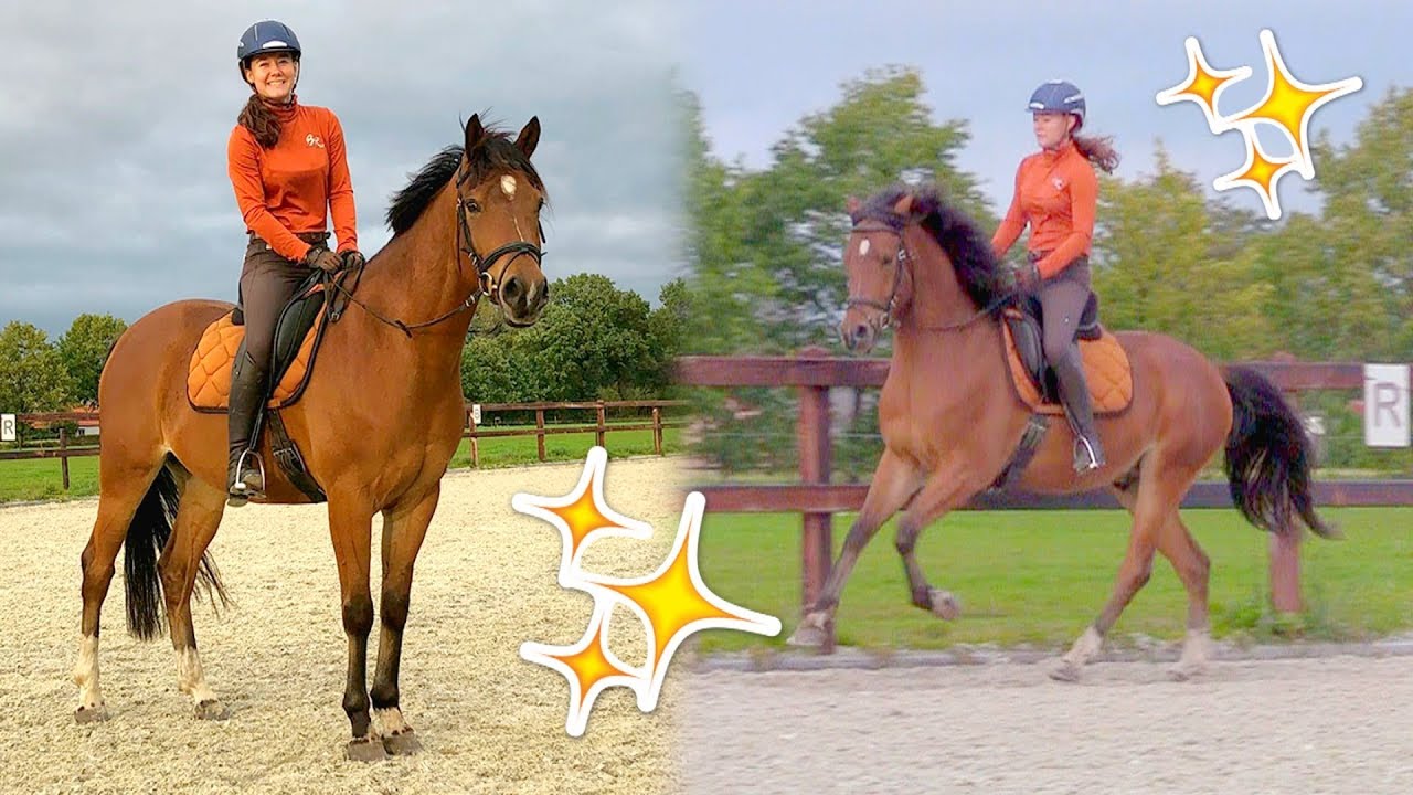 Marley trapt naar osteopaat en nieuw bijrijd paard? | VLOG #96 felinehoi