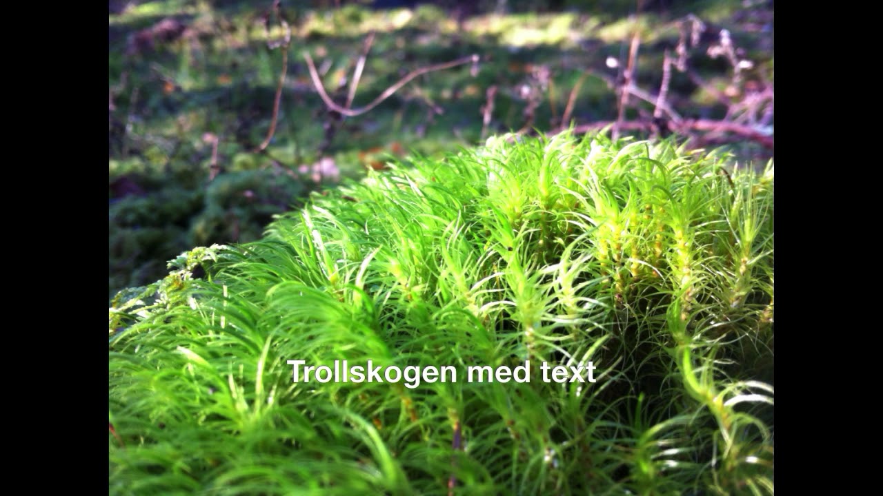 Trollskogen med text