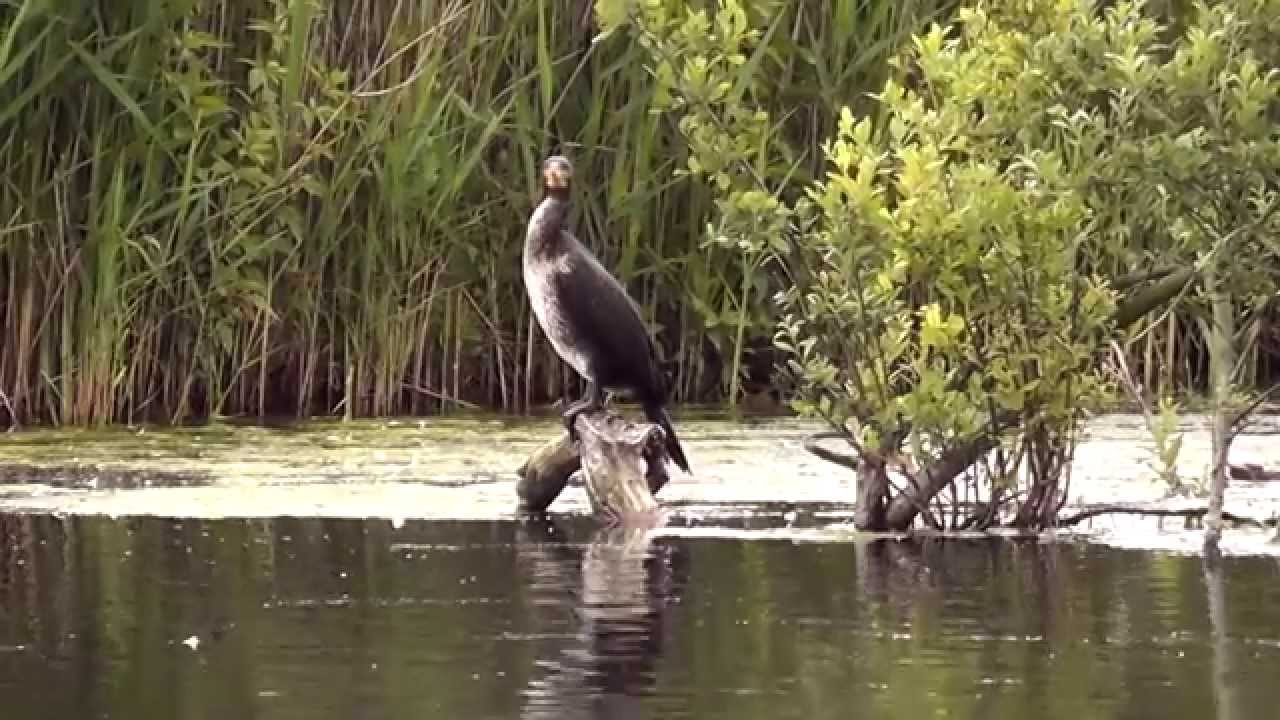Natuurfilm van de Strabrechtseheide met mooie  beelden van al wat er groeit en leeft
