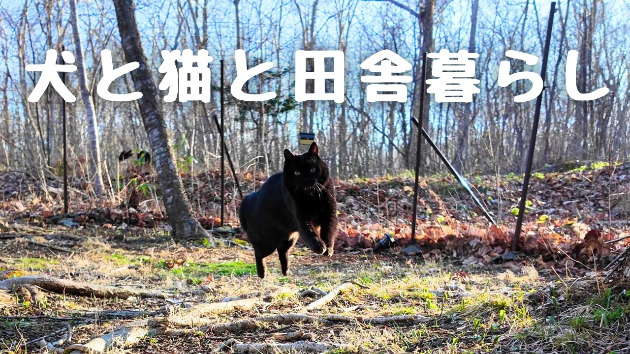 【北海道移住】今を楽しむ猫と犬の暮らし