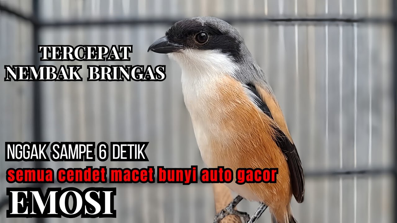 cendet gacor ISIAN - sangat cocok buat PANCINGAN semua cendet trotol,muda hutan !! LANGSUNG NYAMBER