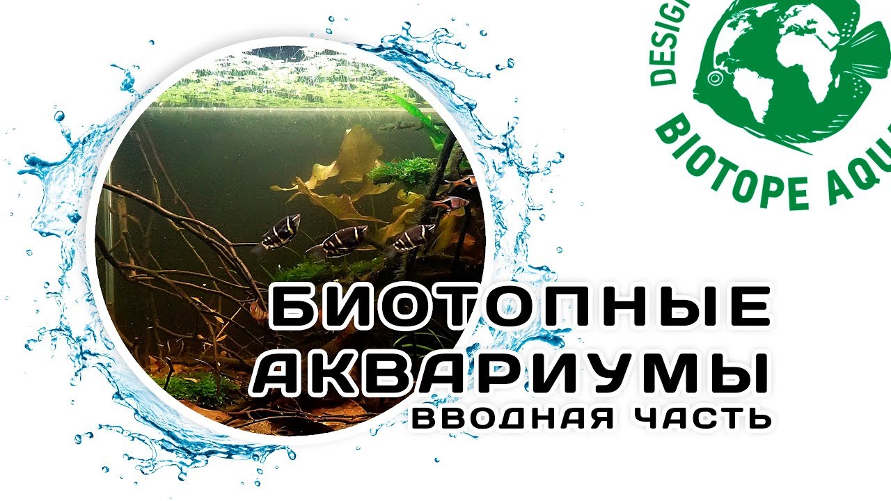 Биотопный аквариум. Вводная часть. Конкурс дизайна биотопных аквариумов. Biotope-aquarium