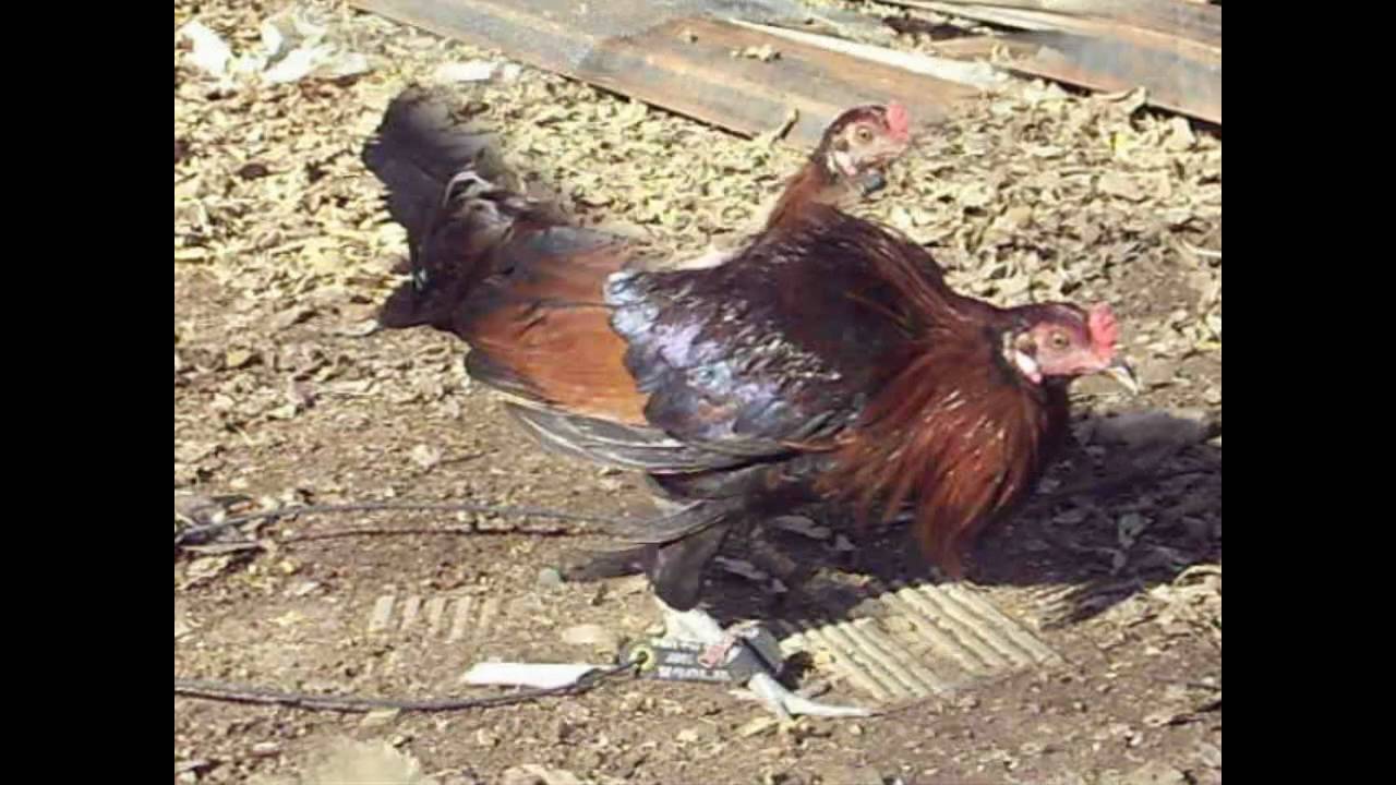 el rengo del gallo giro, los tigres del norte, gallos de pelea