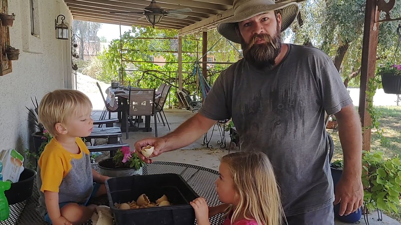 Мы выводим индюшат породы Royal Palm Heritage!