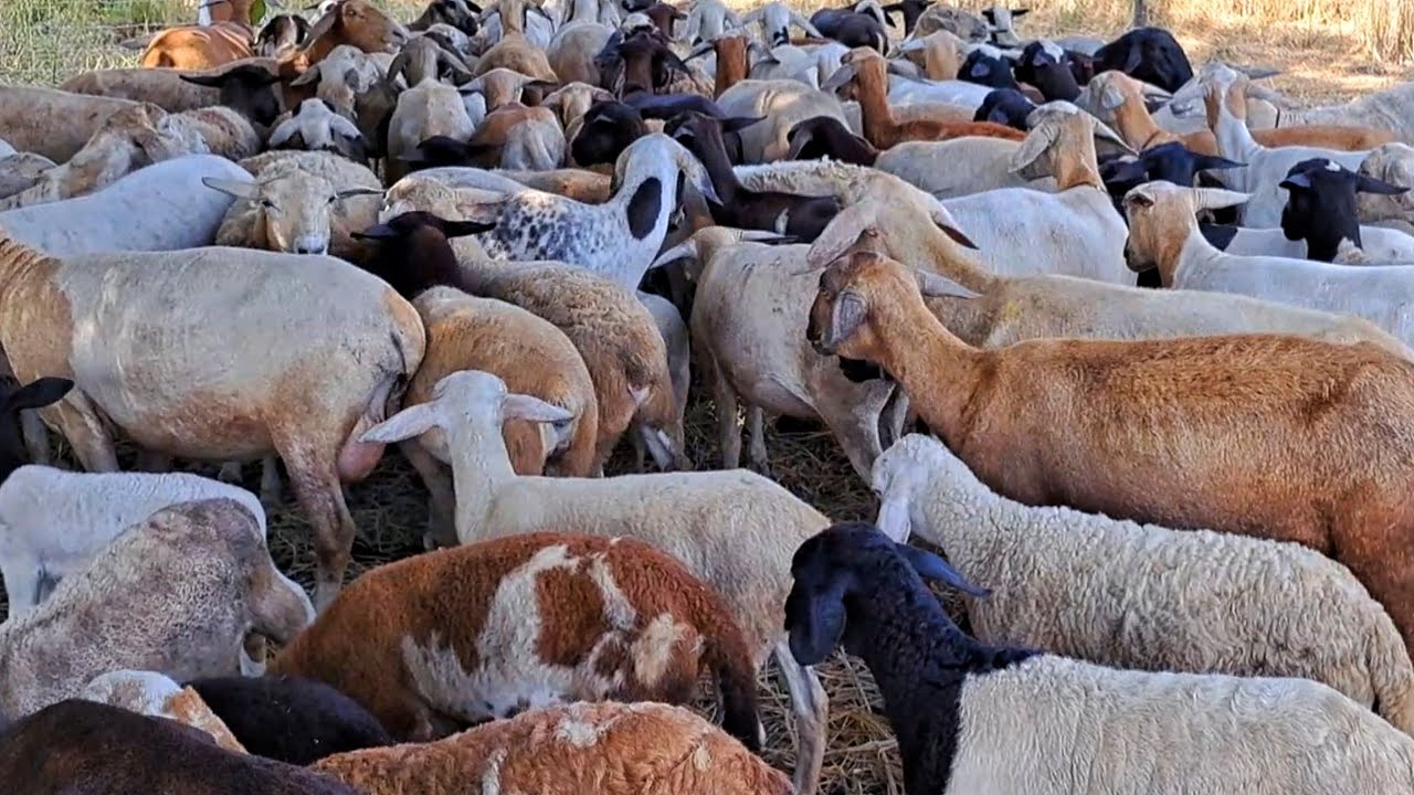 เลี้ยงแล้วขายที่ไหน มีตลาดไหม ใครเป็นคนซื้อ เลี้ยงแกะสร้างรายได้