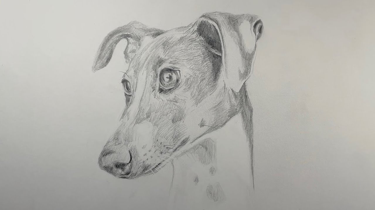 How to Draw a Realistic Greyhound Dog