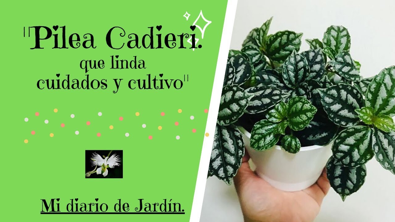 #PILEA #CADIEREI, la planta de aluminio, Mi diario de Jardín