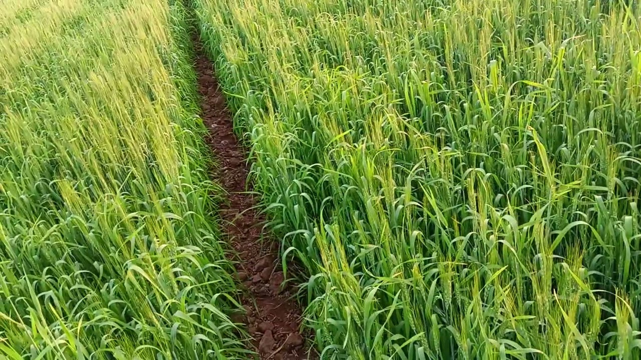 My first farming vlog 🌾🌾🌾 