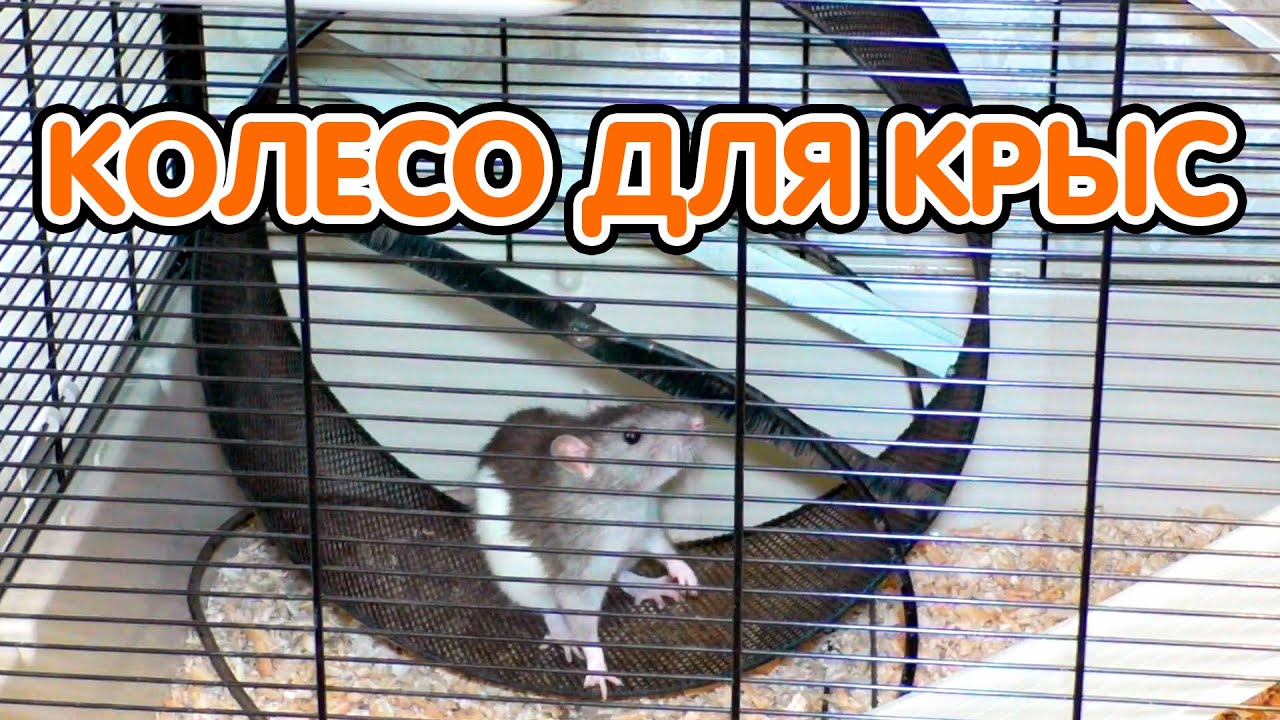 Беговое колесо для крыс. Развлечения для крыс