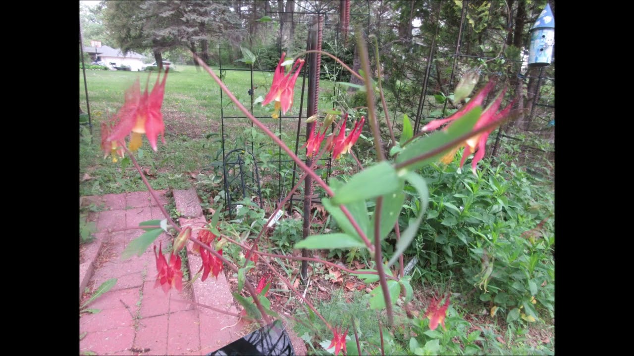 Sweet Joy Of Our Senses Columbine Sept 2025